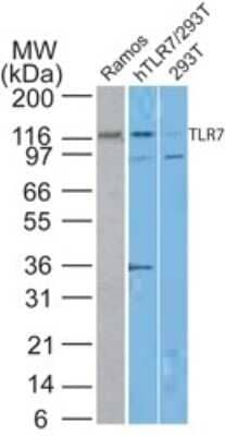 Western Blot: TLR7 Antibody (4G6) - Azide and BSA Free [NBP2-80982] - Analysis using Azide Free version of NBP2-27332. Human TLR7 antibody in Ramos and transfected 293T lysate using TLR7 monoclonal antibody at 10 ug/ml.