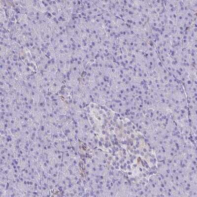 Immunohistochemistry-Paraffin: TLR7 Antibody [NBP2-32483] - Staining of human pancreas shows low expression as expected.