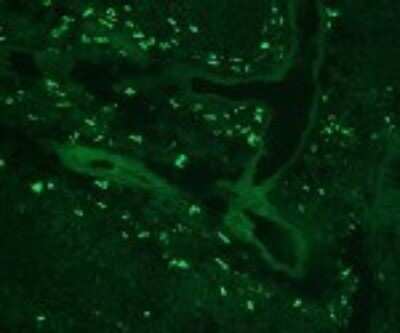 Immunohistochemistry-Frozen: TLR8 Antibody (303F1.14) [Alexa Fluor® 488] [DDX0480A488-100] - TLR8 Antibody (303F1.14) [Alexa Fluor (R) 488] [DDX0480A488-100] - Staining of human tonsil frozen section.