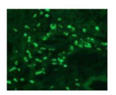 Immunohistochemistry-Frozen: TLR8 Antibody (303F1.14) [DDX0480P-100] - IF staining of human tonsilcryosection with 303F1-A488