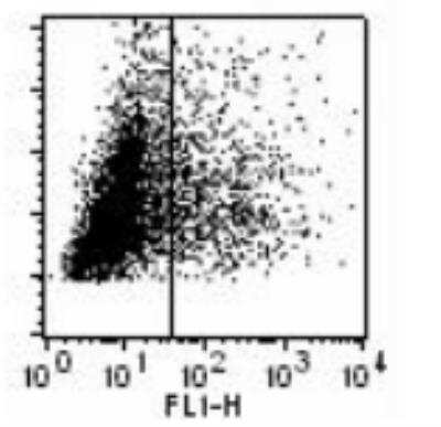 Flow Cytometry: TLR8 Antibody (307D3.01) [DDX0481P-100] - Facs staining of TLR8-transfected293T cells with 307D3