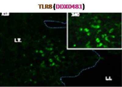 Immunocytochemistry/Immunofluorescence: TLR8 Antibody (307D3.01) [DDX0481P-100] - Murine peyer patch - TLR8