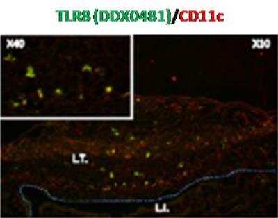 Immunocytochemistry/Immunofluorescence: TLR8 Antibody (307D3.01) [DDX0481P-100] - Murine peyer patch - TLR8