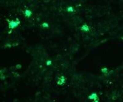 Immunohistochemistry-Frozen: TLR8 Antibody (307D3.01) [DDX0481P-100] - Analysis using the Alexa Fluor (R) 488 conjugate of DDX0481P-100. Staining of human tonsil frozen section.