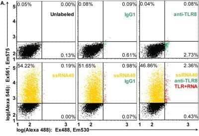 Flow Cytometry: TLR8 Antibody (44C143) - Azide Free [NBP2-77073] - HEK cells expressing TLR8 were treated with ssRNA40-Alexa 546 followed by fixation, permeablization and staining for TLR8 using anti-TLR8 Alexa 488 conjugate or isotype control IgG1/Kappa Alexa 488. TLR8 detection is shown along the horizontal axis, and ssRNA40 Alexa 546 detection is shown along the vertical axis. Direct excitation (488 and 561 nm lasers) of both fluorophores (Alexa 488 and Alexa 546) allowed quantitation of cells staining positive for TLR8 (anti-TLR8-Alexa488) and cells that had taken up ssRNA40-Alexa 546. Single-stranded RNA40 binds TLR8 (flow cytometry FRET assay). A representative experiment is shown from three independent experiments with similar results. Image collected and cropped by CiteAb from the following publication (//doi.org/10.1371/journal.pone.0104039) licensed under a CC-BY license. Image from the standard format of this antibody.