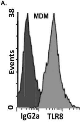 Flow Cytometry: TLR8 Antibody (44C143) - Azide Free [NBP2-77073] - Intracellular expression of TLR8 in monocyte-derived macrophages (MDMs). MDMs which were incubated with PE-conjugated anti-TLR8 or isotype antibody control. Intracellular expression was determined by flow cytometry. Representative profiles were similar in four independent experiments (n=4 subjects). Image collected and cropped by CiteAb from the following publication (//doi.org/10.1371/journal.pone.0104039) licensed under a CC-BY license. Image from the standard format of this antibody.