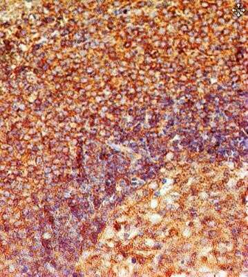 Immunohistochemistry-Paraffin: TLR8 Antibody (44C143) - Azide Free [NBP2-77073] - Formalin-fixed, paraffin-embedded human spleen stained with TLR8 antibody at 2 ug/ml. Image from the standard format of this antibody.