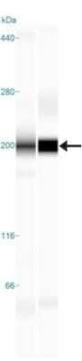 Simple Western: TLR8 Antibody (44C143) - Azide Free [NBP2-77073] - Simple Western lane view shows a specific band for TLR8 in 0.5 mg/ml of Ramos (left) and Human Spleen (right) lysate. This experiment was performed under reducing conditions using the 12-230 kDa separation system. * Non-specific interaction with the 230 kDa Simple Western standard may be seen with this antibody Image from the standard format of this antibody.