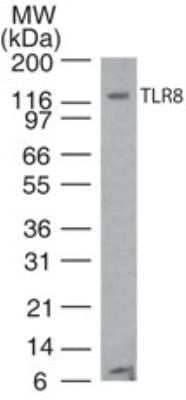 Western Blot: TLR8 Antibody (44C143) - Azide Free [NBP2-77073] - Analysis of TLR8 in human Ramos cell lysate. Goat anti-mouse Ig HRP secondary antibody and PicoTect ECL substrate solution were used for this test. Image from the standard format of this antibody.