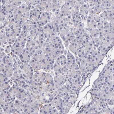 Immunohistochemistry-Paraffin: TLR8 Antibody [NBP1-85767] - Staining of human pancreas shows low expression as expected.