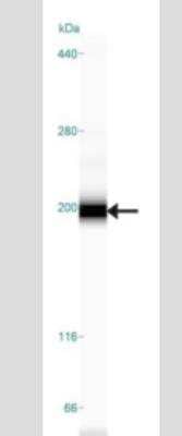 Simple Western: TLR9 Antibody (26C593.2) - Azide Free [NBP2-24863] - Simple Western lane view shows a specific band for TLR9 in 0.5 mg/ml of Ramos lysate.  This experiment was performed under reducing conditions using the 66-440 kDa separation system.