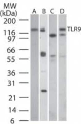 Western Blot: TLR9 Antibody (26C593.2) - Azide Free [NBP2-24863] - Analysis of TLR9 in A) human PBMC, B) human intestine, C) mouse intestine, and D) rat intestine tissue lysates using this antibody at a dilution of 3 ug/ml.