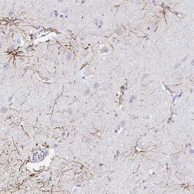 Immunohistochemistry-Paraffin: TLX/NR2E1 Antibody [NBP2-38764] - Staining of human cerebral cortex shows high expression.