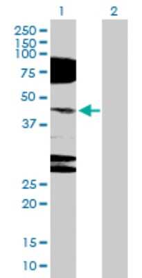 Western Blot: TLX/NR2E1 Antibody [H00007101-D01P] - Analysis of NR2E1 expression in transfected 293T cell line by NR2E1 polyclonal antibody.Lane 1: NR2E1 transfected lysate(42.60 KDa).Lane 2: Non-transfected lysate.
