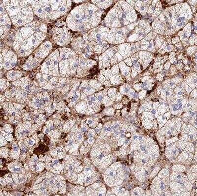 Immunohistochemistry-Paraffin: TLX2 Antibody [NBP1-83973] - Staining of human adrenal gland shows moderate cytoplasmic positivity in glandular cells.