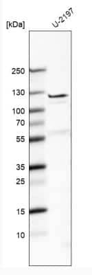 Western Blot Fibulin 7 Antibody