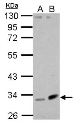 Western Blot Fibulin 7 Antibody