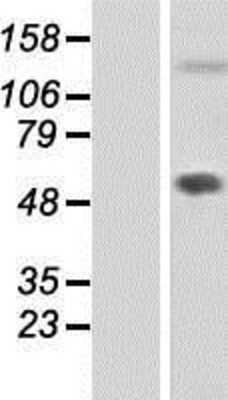 Western Blot Fibulin 7 Overexpression Lysate