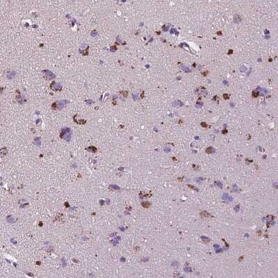 Immunohistochemistry: TM4SF20 Antibody [NBP2-49388] - Staining of human cerebral cortex shows strong cytoplasmic positivity in neuronal cells.