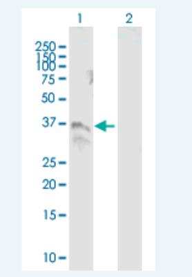 Western Blot: TM6SF2 Antibody [H00053345-B01P-50ug] - Analysis of TM6SF2 expression in transfected 293T cell line by TM6SF2 MaxPab polyclonal antibody. Lane 1: TM6SF2 transfected lysate(41.47 KDa). Lane 2: Non-transfected lysate.