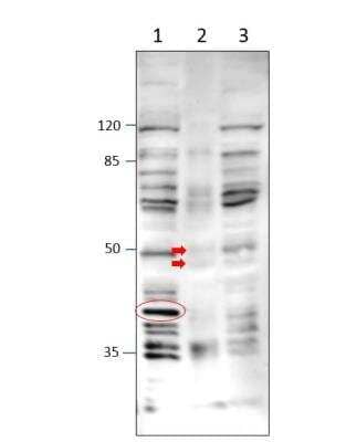 Western Blot: TM6SF2 Antibody [NBP3-12202] - 1. Cells expressing Human, 2. Human cells, 3. Mock transfected cells. Apparent MW is 38 KDa.