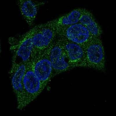 Immunocytochemistry/Immunofluorescence: TM7SF2 Antibody [NBP2-57265] - Staining of human cell line Hep G2 shows localization to endoplasmic reticulum & vesicles. Antibody staining is shown in green.