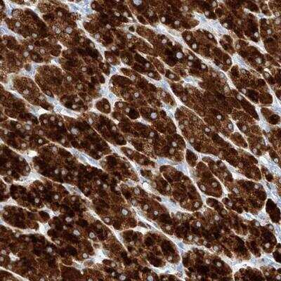 Immunohistochemistry: TM7SF2 Antibody [NBP1-89089] - Staining of human adrenal gland shows strong cytoplasmic positivity in cortical cells.