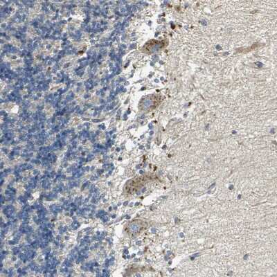 Immunohistochemistry-Paraffin: TM9SF2 Antibody [NBP1-80958] - Staining of human cerebellum shows moderate to strong endosomal positivity in Purkinje cells.