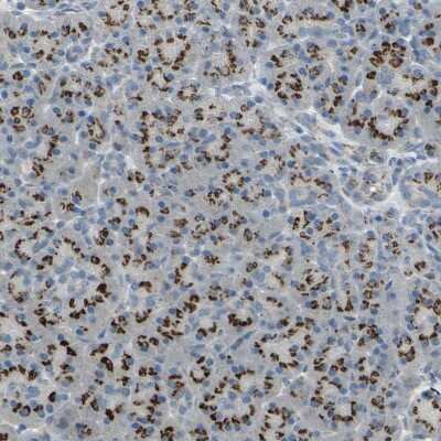 Immunohistochemistry-Paraffin: TM9SF2 Antibody [NBP1-80958] - Staining of human pancreas shows moderate to strong endosomal positivity in exocrine glandular cells.