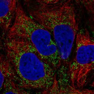 Immunocytochemistry/Immunofluorescence: TM9SF4 Antibody [NBP2-32382] - Staining of human cell line CACO-2 shows localization to mitochondria. Antibody staining is shown in green.