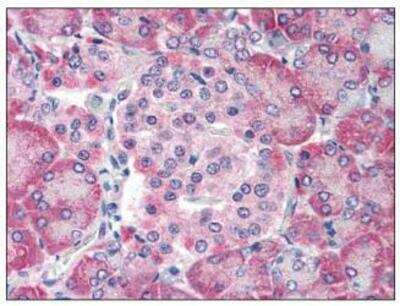 Immunohistochemistry-Paraffin: TM9SF4 Antibody [NBP1-44369] - Analysis of anti-TM9SF4 antibody with human pancreas.
