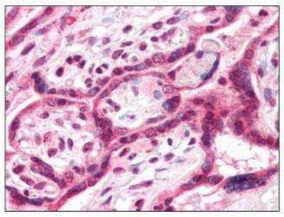 Immunohistochemistry-Paraffin: TM9SF4 Antibody [NBP1-44369] - Analysis of anti-TM9SF4 antibody with human placenta.