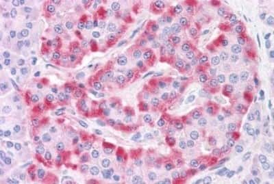 Immunohistochemistry-Paraffin: TM9SF4 Antibody [NBP3-14499] - Immunohistochemistry of formalin-fixed, paraffin-embedded human pancreas, islet of Langerhans, after heat-induced antigen retrieval.