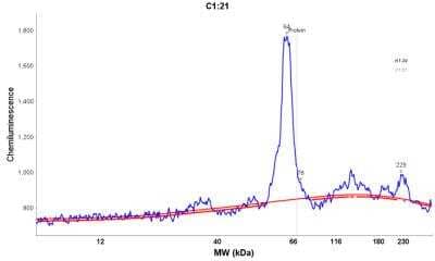 Simple Western: TM9SF4 Antibody [NBP2-32382] - Electropherogram image of the corresponding Simple Western lane view. TM9SF4 antibody was used at 1:25 dilution on HT-29 lysate(s) respectively.