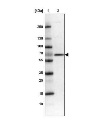 Western Blot TM9SF4 Antibody - BSA Free