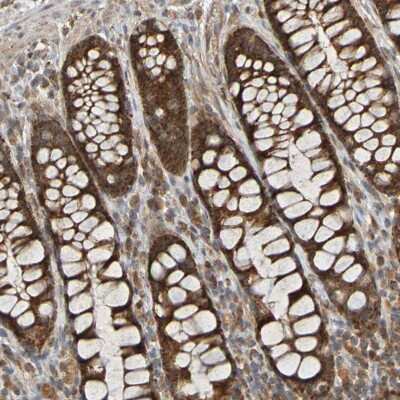 Immunohistochemistry-Paraffin TMBIM1 Antibody - BSA Free