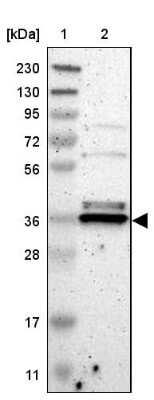 Western Blot TMBIM1 Antibody - BSA Free