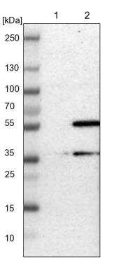 Western Blot TMBIM1 Antibody - BSA Free
