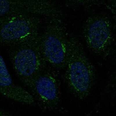 Immunocytochemistry/ Immunofluorescence TMBIM4 Antibody - BSA Free