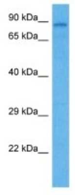 Western Blot TMC1 Antibody