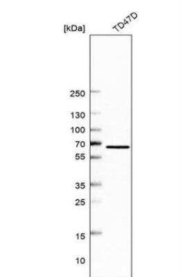 Western Blot: TMC4 Antibody [NBP2-13437] - Analysis in human cell line TD47D.