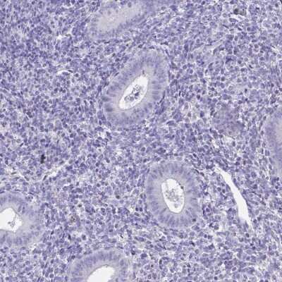 Immunohistochemistry-Paraffin TMCO5 Antibody - BSA Free