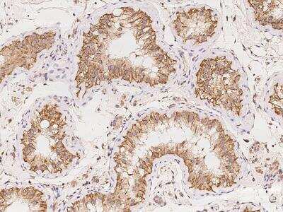 Immunohistochemistry-Paraffin TMCO5 Antibody - BSA Free