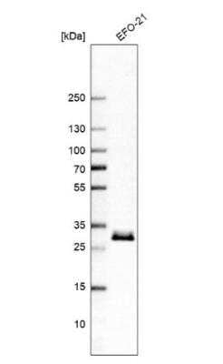 Western Blot TMED1 Antibody