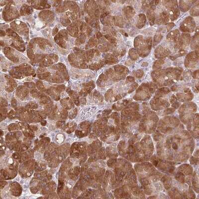 Immunohistochemistry-Paraffin: TMED6 Antibody [NBP1-81161] - Staining of human pancreas shows moderate cytoplasmic positivity in exocrine glandular cells.