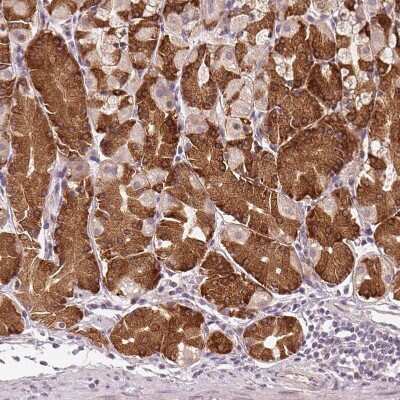 Immunohistochemistry-Paraffin: TMED6 Antibody [NBP1-81161] - Staining of human stomach shows strong cytoplasmic positivity in glandular cells.