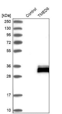 Western Blot: TMED6 Antibody [NBP1-81161] - Analysis in control (vector only transfected HEK293T lysate) and TMED6 over-expression lysate (Co-expressed with a C-terminal myc-DDK tag (3.1 kDa) in mammalian HEK293T cells).