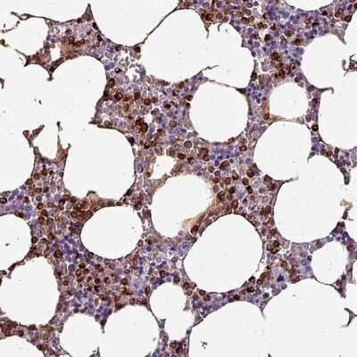 Immunohistochemistry-Paraffin: TMEFF1 Antibody [NBP2-13441] - Staining of human bone marrow shows strong cytoplasmic positivity in hematopoietic cells.