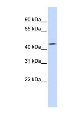 Western Blot: TMEFF1 Antibody [NBP1-62413] - Human Heart lysate, concentration 0.2-1 ug/ml.