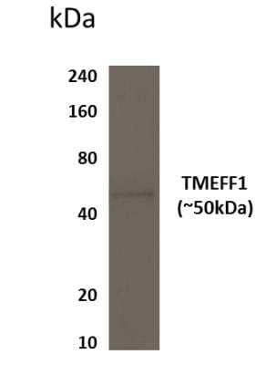 Western Blot: TMEFF1/Tomoregulin-1 Antibody (MM0571-7S12) [NBP2-11926] - Lysates of human heart tissue.